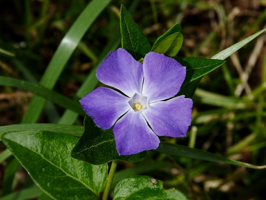 {Vinca major}